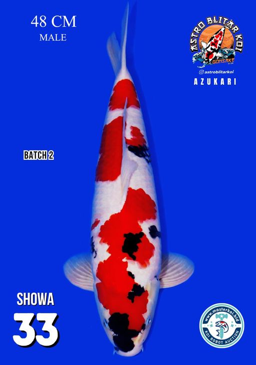 Lelang Koi Online, Jual Beli Ikan Koi, Pusat Jual Beli Koi, Info Lelang Koi Hari Ini, Platform Jual Beli Koi, Jual Beli Ikan Koi Online, Marketplace Ikan Koi, Jual Koi Terbaik, Tempat Beli Koi Berkualitas, Pasar Ikan Koi Online Terpercaya, Penjual Ikan Koi Terpercaya, Beli Koi Hias Online, Ikan Koi untuk Dijual, Koi Kualitas Terbaik, Toko Online Ikan Koi, Koi Hias Untuk Dijual, Jual Beli Ikan Koi Lokal, Koi Indonesia Online, Pusat Jual Beli Koi Terbesar