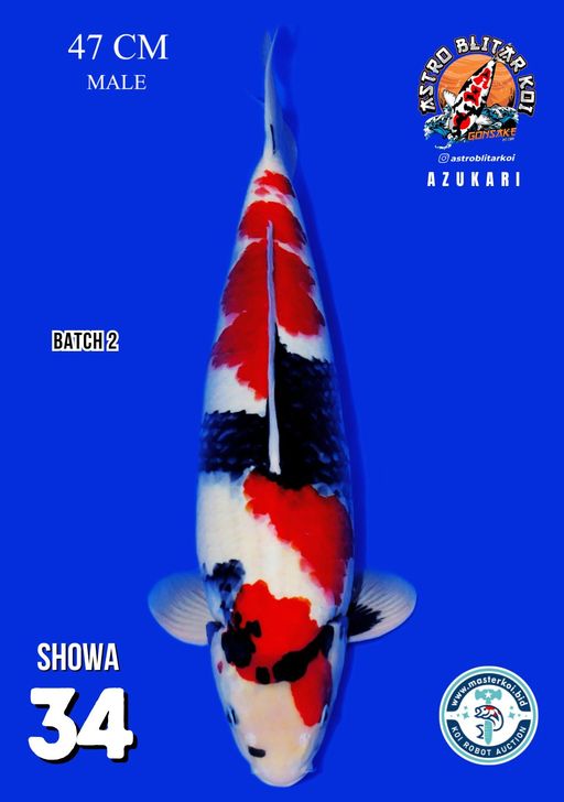 Lelang Koi Online, Jual Beli Ikan Koi, Pusat Jual Beli Koi, Info Lelang Koi Hari Ini, Platform Jual Beli Koi, Jual Beli Ikan Koi Online, Marketplace Ikan Koi, Jual Koi Terbaik, Tempat Beli Koi Berkualitas, Pasar Ikan Koi Online Terpercaya, Penjual Ikan Koi Terpercaya, Beli Koi Hias Online, Ikan Koi untuk Dijual, Koi Kualitas Terbaik, Toko Online Ikan Koi, Koi Hias Untuk Dijual, Jual Beli Ikan Koi Lokal, Koi Indonesia Online, Pusat Jual Beli Koi Terbesar