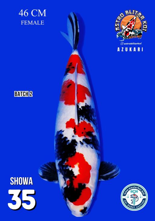 Lelang Koi Online, Jual Beli Ikan Koi, Pusat Jual Beli Koi, Info Lelang Koi Hari Ini, Platform Jual Beli Koi, Jual Beli Ikan Koi Online, Marketplace Ikan Koi, Jual Koi Terbaik, Tempat Beli Koi Berkualitas, Pasar Ikan Koi Online Terpercaya, Penjual Ikan Koi Terpercaya, Beli Koi Hias Online, Ikan Koi untuk Dijual, Koi Kualitas Terbaik, Toko Online Ikan Koi, Koi Hias Untuk Dijual, Jual Beli Ikan Koi Lokal, Koi Indonesia Online, Pusat Jual Beli Koi Terbesar