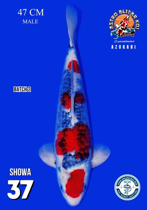 Lelang Koi Online, Jual Beli Ikan Koi, Pusat Jual Beli Koi, Info Lelang Koi Hari Ini, Platform Jual Beli Koi, Jual Beli Ikan Koi Online, Marketplace Ikan Koi, Jual Koi Terbaik, Tempat Beli Koi Berkualitas, Pasar Ikan Koi Online Terpercaya, Penjual Ikan Koi Terpercaya, Beli Koi Hias Online, Ikan Koi untuk Dijual, Koi Kualitas Terbaik, Toko Online Ikan Koi, Koi Hias Untuk Dijual, Jual Beli Ikan Koi Lokal, Koi Indonesia Online, Pusat Jual Beli Koi Terbesar