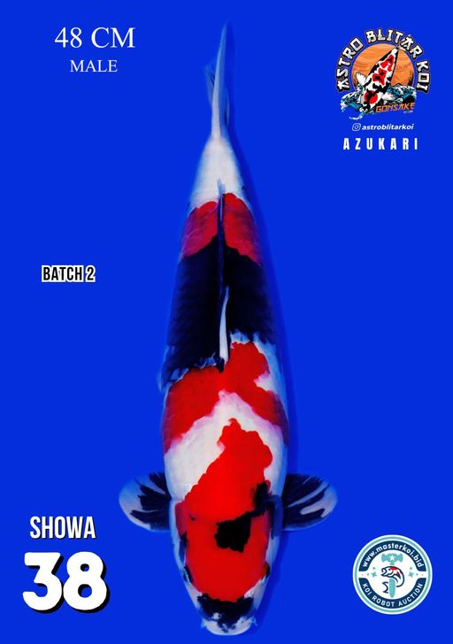 Lelang Koi Online, Jual Beli Ikan Koi, Pusat Jual Beli Koi, Info Lelang Koi Hari Ini, Platform Jual Beli Koi, Jual Beli Ikan Koi Online, Marketplace Ikan Koi, Jual Koi Terbaik, Tempat Beli Koi Berkualitas, Pasar Ikan Koi Online Terpercaya, Penjual Ikan Koi Terpercaya, Beli Koi Hias Online, Ikan Koi untuk Dijual, Koi Kualitas Terbaik, Toko Online Ikan Koi, Koi Hias Untuk Dijual, Jual Beli Ikan Koi Lokal, Koi Indonesia Online, Pusat Jual Beli Koi Terbesar