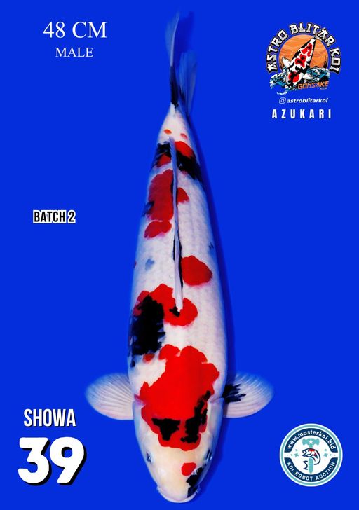 Lelang Koi Online, Jual Beli Ikan Koi, Pusat Jual Beli Koi, Info Lelang Koi Hari Ini, Platform Jual Beli Koi, Jual Beli Ikan Koi Online, Marketplace Ikan Koi, Jual Koi Terbaik, Tempat Beli Koi Berkualitas, Pasar Ikan Koi Online Terpercaya, Penjual Ikan Koi Terpercaya, Beli Koi Hias Online, Ikan Koi untuk Dijual, Koi Kualitas Terbaik, Toko Online Ikan Koi, Koi Hias Untuk Dijual, Jual Beli Ikan Koi Lokal, Koi Indonesia Online, Pusat Jual Beli Koi Terbesar