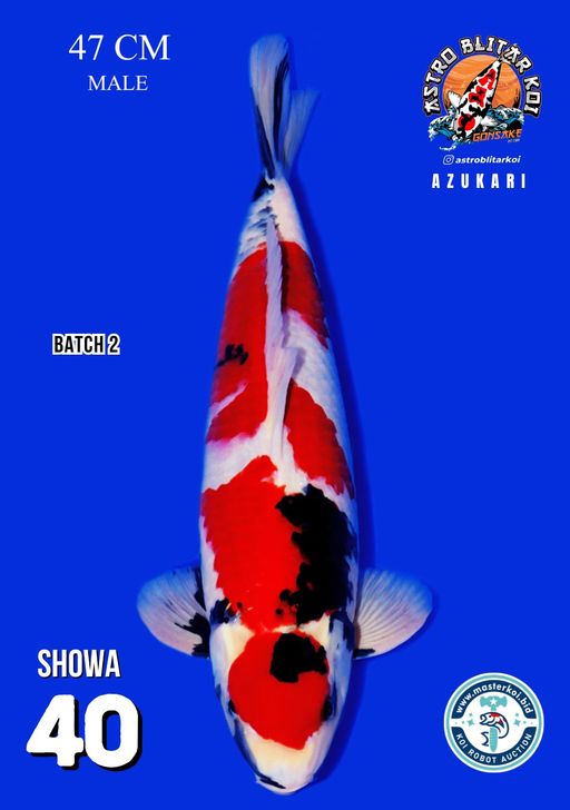 Lelang Koi Online, Jual Beli Ikan Koi, Pusat Jual Beli Koi, Info Lelang Koi Hari Ini, Platform Jual Beli Koi, Jual Beli Ikan Koi Online, Marketplace Ikan Koi, Jual Koi Terbaik, Tempat Beli Koi Berkualitas, Pasar Ikan Koi Online Terpercaya, Penjual Ikan Koi Terpercaya, Beli Koi Hias Online, Ikan Koi untuk Dijual, Koi Kualitas Terbaik, Toko Online Ikan Koi, Koi Hias Untuk Dijual, Jual Beli Ikan Koi Lokal, Koi Indonesia Online, Pusat Jual Beli Koi Terbesar