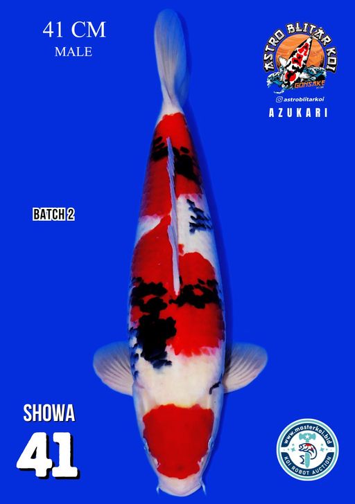 Lelang Koi Online, Jual Beli Ikan Koi, Pusat Jual Beli Koi, Info Lelang Koi Hari Ini, Platform Jual Beli Koi, Jual Beli Ikan Koi Online, Marketplace Ikan Koi, Jual Koi Terbaik, Tempat Beli Koi Berkualitas, Pasar Ikan Koi Online Terpercaya, Penjual Ikan Koi Terpercaya, Beli Koi Hias Online, Ikan Koi untuk Dijual, Koi Kualitas Terbaik, Toko Online Ikan Koi, Koi Hias Untuk Dijual, Jual Beli Ikan Koi Lokal, Koi Indonesia Online, Pusat Jual Beli Koi Terbesar