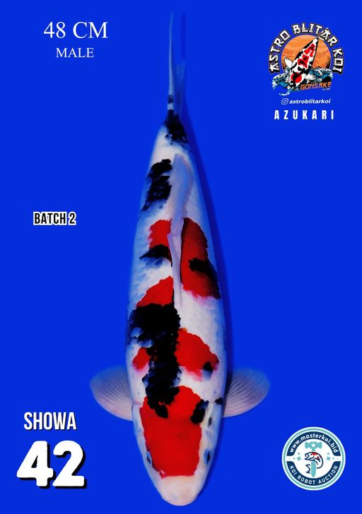 Lelang Koi Online, Jual Beli Ikan Koi, Pusat Jual Beli Koi, Info Lelang Koi Hari Ini, Platform Jual Beli Koi, Jual Beli Ikan Koi Online, Marketplace Ikan Koi, Jual Koi Terbaik, Tempat Beli Koi Berkualitas, Pasar Ikan Koi Online Terpercaya, Penjual Ikan Koi Terpercaya, Beli Koi Hias Online, Ikan Koi untuk Dijual, Koi Kualitas Terbaik, Toko Online Ikan Koi, Koi Hias Untuk Dijual, Jual Beli Ikan Koi Lokal, Koi Indonesia Online, Pusat Jual Beli Koi Terbesar