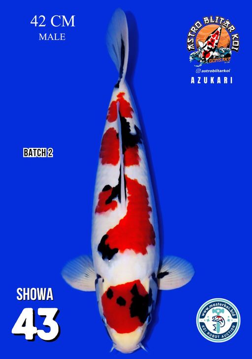 Lelang Koi Online, Jual Beli Ikan Koi, Pusat Jual Beli Koi, Info Lelang Koi Hari Ini, Platform Jual Beli Koi, Jual Beli Ikan Koi Online, Marketplace Ikan Koi, Jual Koi Terbaik, Tempat Beli Koi Berkualitas, Pasar Ikan Koi Online Terpercaya, Penjual Ikan Koi Terpercaya, Beli Koi Hias Online, Ikan Koi untuk Dijual, Koi Kualitas Terbaik, Toko Online Ikan Koi, Koi Hias Untuk Dijual, Jual Beli Ikan Koi Lokal, Koi Indonesia Online, Pusat Jual Beli Koi Terbesar