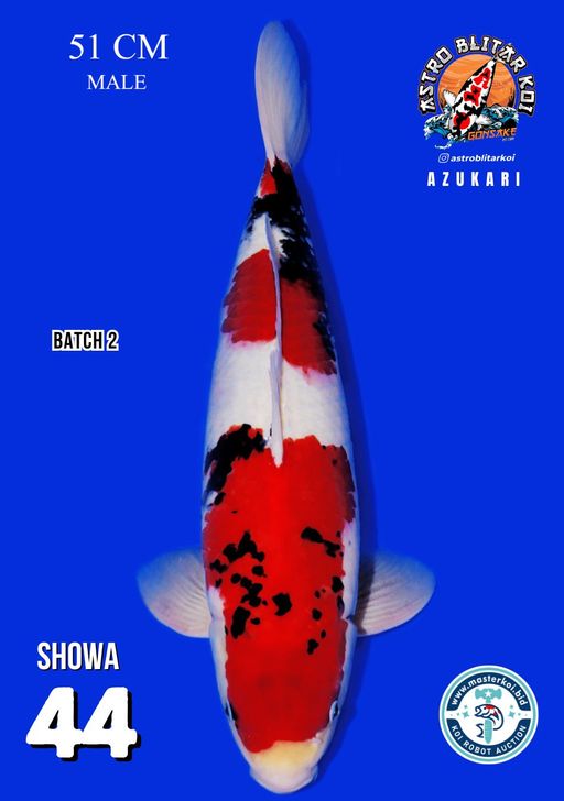 Lelang Koi Online, Jual Beli Ikan Koi, Pusat Jual Beli Koi, Info Lelang Koi Hari Ini, Platform Jual Beli Koi, Jual Beli Ikan Koi Online, Marketplace Ikan Koi, Jual Koi Terbaik, Tempat Beli Koi Berkualitas, Pasar Ikan Koi Online Terpercaya, Penjual Ikan Koi Terpercaya, Beli Koi Hias Online, Ikan Koi untuk Dijual, Koi Kualitas Terbaik, Toko Online Ikan Koi, Koi Hias Untuk Dijual, Jual Beli Ikan Koi Lokal, Koi Indonesia Online, Pusat Jual Beli Koi Terbesar