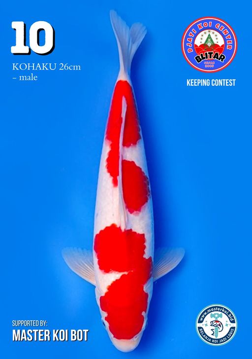 Lelang Koi Online, Jual Beli Ikan Koi, Pusat Jual Beli Koi, Info Lelang Koi Hari Ini, Platform Jual Beli Koi, Jual Beli Ikan Koi Online, Marketplace Ikan Koi, Jual Koi Terbaik, Tempat Beli Koi Berkualitas, Pasar Ikan Koi Online Terpercaya, Penjual Ikan Koi Terpercaya, Beli Koi Hias Online, Ikan Koi untuk Dijual, Koi Kualitas Terbaik, Toko Online Ikan Koi, Koi Hias Untuk Dijual, Jual Beli Ikan Koi Lokal, Koi Indonesia Online, Pusat Jual Beli Koi Terbesar