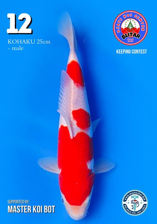 Lelang Koi Online, Jual Beli Ikan Koi, Pusat Jual Beli Koi, Info Lelang Koi Hari Ini, Platform Jual Beli Koi, Jual Beli Ikan Koi Online, Marketplace Ikan Koi, Jual Koi Terbaik, Tempat Beli Koi Berkualitas, Pasar Ikan Koi Online Terpercaya, Penjual Ikan Koi Terpercaya, Beli Koi Hias Online, Ikan Koi untuk Dijual, Koi Kualitas Terbaik, Toko Online Ikan Koi, Koi Hias Untuk Dijual, Jual Beli Ikan Koi Lokal, Koi Indonesia Online, Pusat Jual Beli Koi Terbesar