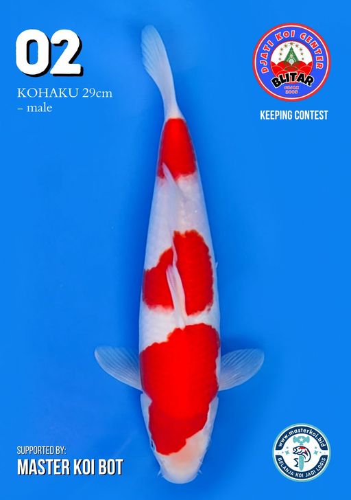 Lelang Koi Online, Jual Beli Ikan Koi, Pusat Jual Beli Koi, Info Lelang Koi Hari Ini, Platform Jual Beli Koi, Jual Beli Ikan Koi Online, Marketplace Ikan Koi, Jual Koi Terbaik, Tempat Beli Koi Berkualitas, Pasar Ikan Koi Online Terpercaya, Penjual Ikan Koi Terpercaya, Beli Koi Hias Online, Ikan Koi untuk Dijual, Koi Kualitas Terbaik, Toko Online Ikan Koi, Koi Hias Untuk Dijual, Jual Beli Ikan Koi Lokal, Koi Indonesia Online, Pusat Jual Beli Koi Terbesar