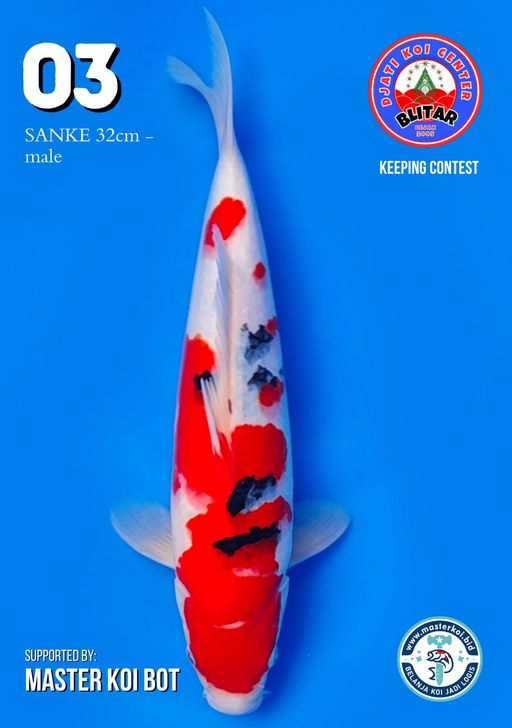 Lelang Koi Online, Jual Beli Ikan Koi, Pusat Jual Beli Koi, Info Lelang Koi Hari Ini, Platform Jual Beli Koi, Jual Beli Ikan Koi Online, Marketplace Ikan Koi, Jual Koi Terbaik, Tempat Beli Koi Berkualitas, Pasar Ikan Koi Online Terpercaya, Penjual Ikan Koi Terpercaya, Beli Koi Hias Online, Ikan Koi untuk Dijual, Koi Kualitas Terbaik, Toko Online Ikan Koi, Koi Hias Untuk Dijual, Jual Beli Ikan Koi Lokal, Koi Indonesia Online, Pusat Jual Beli Koi Terbesar