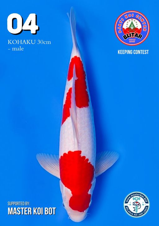 Lelang Koi Online, Jual Beli Ikan Koi, Pusat Jual Beli Koi, Info Lelang Koi Hari Ini, Platform Jual Beli Koi, Jual Beli Ikan Koi Online, Marketplace Ikan Koi, Jual Koi Terbaik, Tempat Beli Koi Berkualitas, Pasar Ikan Koi Online Terpercaya, Penjual Ikan Koi Terpercaya, Beli Koi Hias Online, Ikan Koi untuk Dijual, Koi Kualitas Terbaik, Toko Online Ikan Koi, Koi Hias Untuk Dijual, Jual Beli Ikan Koi Lokal, Koi Indonesia Online, Pusat Jual Beli Koi Terbesar