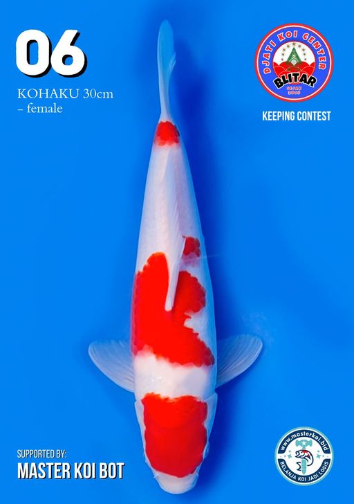 Lelang Koi Online, Jual Beli Ikan Koi, Pusat Jual Beli Koi, Info Lelang Koi Hari Ini, Platform Jual Beli Koi, Jual Beli Ikan Koi Online, Marketplace Ikan Koi, Jual Koi Terbaik, Tempat Beli Koi Berkualitas, Pasar Ikan Koi Online Terpercaya, Penjual Ikan Koi Terpercaya, Beli Koi Hias Online, Ikan Koi untuk Dijual, Koi Kualitas Terbaik, Toko Online Ikan Koi, Koi Hias Untuk Dijual, Jual Beli Ikan Koi Lokal, Koi Indonesia Online, Pusat Jual Beli Koi Terbesar