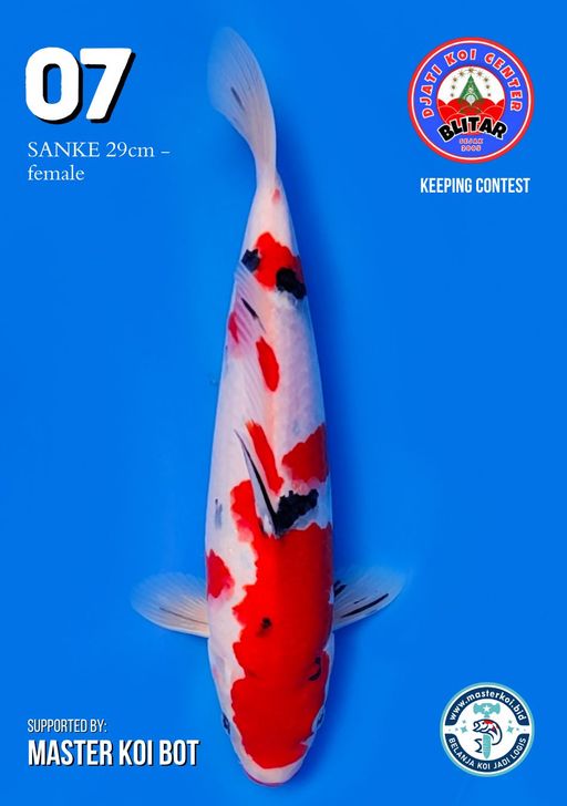 Lelang Koi Online, Jual Beli Ikan Koi, Pusat Jual Beli Koi, Info Lelang Koi Hari Ini, Platform Jual Beli Koi, Jual Beli Ikan Koi Online, Marketplace Ikan Koi, Jual Koi Terbaik, Tempat Beli Koi Berkualitas, Pasar Ikan Koi Online Terpercaya, Penjual Ikan Koi Terpercaya, Beli Koi Hias Online, Ikan Koi untuk Dijual, Koi Kualitas Terbaik, Toko Online Ikan Koi, Koi Hias Untuk Dijual, Jual Beli Ikan Koi Lokal, Koi Indonesia Online, Pusat Jual Beli Koi Terbesar