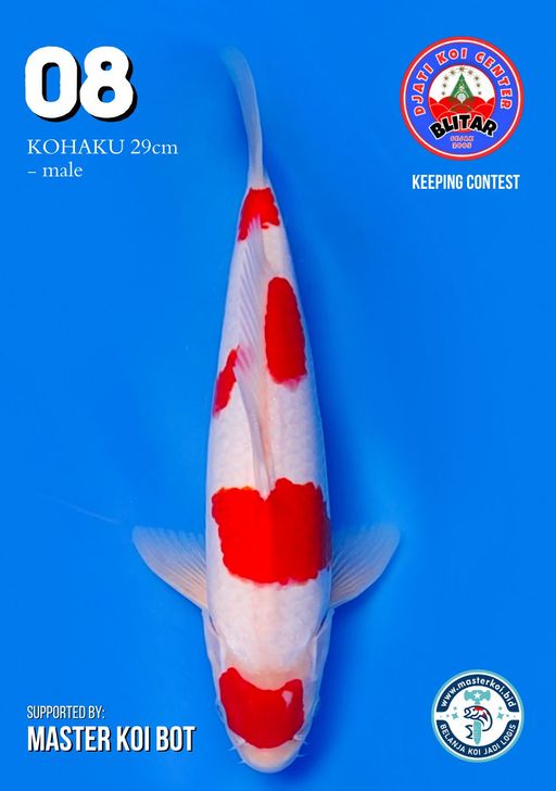Lelang Koi Online, Jual Beli Ikan Koi, Pusat Jual Beli Koi, Info Lelang Koi Hari Ini, Platform Jual Beli Koi, Jual Beli Ikan Koi Online, Marketplace Ikan Koi, Jual Koi Terbaik, Tempat Beli Koi Berkualitas, Pasar Ikan Koi Online Terpercaya, Penjual Ikan Koi Terpercaya, Beli Koi Hias Online, Ikan Koi untuk Dijual, Koi Kualitas Terbaik, Toko Online Ikan Koi, Koi Hias Untuk Dijual, Jual Beli Ikan Koi Lokal, Koi Indonesia Online, Pusat Jual Beli Koi Terbesar