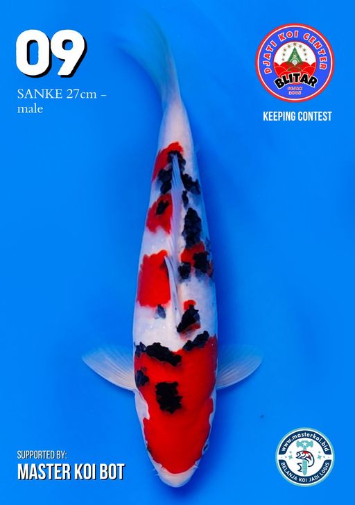Lelang Koi Online, Jual Beli Ikan Koi, Pusat Jual Beli Koi, Info Lelang Koi Hari Ini, Platform Jual Beli Koi, Jual Beli Ikan Koi Online, Marketplace Ikan Koi, Jual Koi Terbaik, Tempat Beli Koi Berkualitas, Pasar Ikan Koi Online Terpercaya, Penjual Ikan Koi Terpercaya, Beli Koi Hias Online, Ikan Koi untuk Dijual, Koi Kualitas Terbaik, Toko Online Ikan Koi, Koi Hias Untuk Dijual, Jual Beli Ikan Koi Lokal, Koi Indonesia Online, Pusat Jual Beli Koi Terbesar