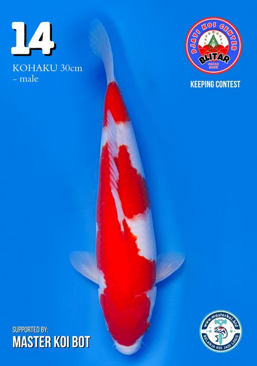 Lelang Koi Online, Jual Beli Ikan Koi, Pusat Jual Beli Koi, Info Lelang Koi Hari Ini, Platform Jual Beli Koi, Jual Beli Ikan Koi Online, Marketplace Ikan Koi, Jual Koi Terbaik, Tempat Beli Koi Berkualitas, Pasar Ikan Koi Online Terpercaya, Penjual Ikan Koi Terpercaya, Beli Koi Hias Online, Ikan Koi untuk Dijual, Koi Kualitas Terbaik, Toko Online Ikan Koi, Koi Hias Untuk Dijual, Jual Beli Ikan Koi Lokal, Koi Indonesia Online, Pusat Jual Beli Koi Terbesar