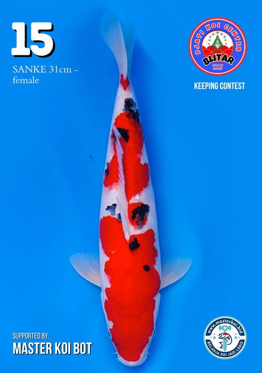 Lelang Koi Online, Jual Beli Ikan Koi, Pusat Jual Beli Koi, Info Lelang Koi Hari Ini, Platform Jual Beli Koi, Jual Beli Ikan Koi Online, Marketplace Ikan Koi, Jual Koi Terbaik, Tempat Beli Koi Berkualitas, Pasar Ikan Koi Online Terpercaya, Penjual Ikan Koi Terpercaya, Beli Koi Hias Online, Ikan Koi untuk Dijual, Koi Kualitas Terbaik, Toko Online Ikan Koi, Koi Hias Untuk Dijual, Jual Beli Ikan Koi Lokal, Koi Indonesia Online, Pusat Jual Beli Koi Terbesar