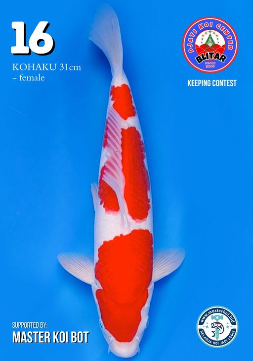 Lelang Koi Online, Jual Beli Ikan Koi, Pusat Jual Beli Koi, Info Lelang Koi Hari Ini, Platform Jual Beli Koi, Jual Beli Ikan Koi Online, Marketplace Ikan Koi, Jual Koi Terbaik, Tempat Beli Koi Berkualitas, Pasar Ikan Koi Online Terpercaya, Penjual Ikan Koi Terpercaya, Beli Koi Hias Online, Ikan Koi untuk Dijual, Koi Kualitas Terbaik, Toko Online Ikan Koi, Koi Hias Untuk Dijual, Jual Beli Ikan Koi Lokal, Koi Indonesia Online, Pusat Jual Beli Koi Terbesar