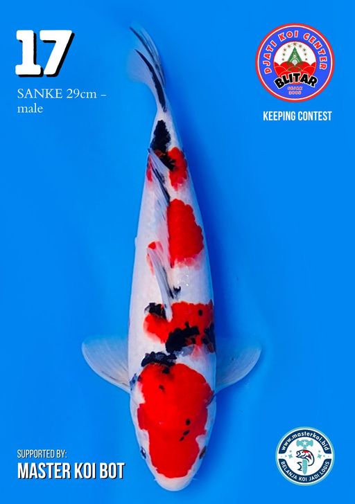 Lelang Koi Online, Jual Beli Ikan Koi, Pusat Jual Beli Koi, Info Lelang Koi Hari Ini, Platform Jual Beli Koi, Jual Beli Ikan Koi Online, Marketplace Ikan Koi, Jual Koi Terbaik, Tempat Beli Koi Berkualitas, Pasar Ikan Koi Online Terpercaya, Penjual Ikan Koi Terpercaya, Beli Koi Hias Online, Ikan Koi untuk Dijual, Koi Kualitas Terbaik, Toko Online Ikan Koi, Koi Hias Untuk Dijual, Jual Beli Ikan Koi Lokal, Koi Indonesia Online, Pusat Jual Beli Koi Terbesar