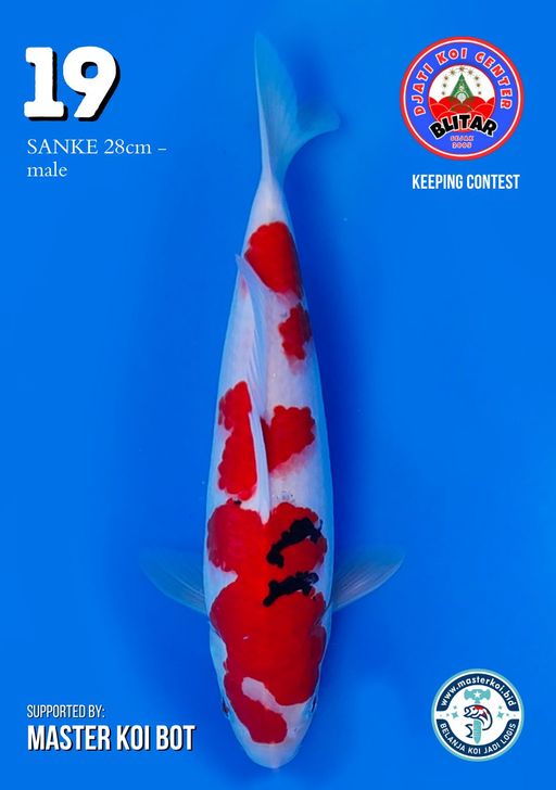 Lelang Koi Online, Jual Beli Ikan Koi, Pusat Jual Beli Koi, Info Lelang Koi Hari Ini, Platform Jual Beli Koi, Jual Beli Ikan Koi Online, Marketplace Ikan Koi, Jual Koi Terbaik, Tempat Beli Koi Berkualitas, Pasar Ikan Koi Online Terpercaya, Penjual Ikan Koi Terpercaya, Beli Koi Hias Online, Ikan Koi untuk Dijual, Koi Kualitas Terbaik, Toko Online Ikan Koi, Koi Hias Untuk Dijual, Jual Beli Ikan Koi Lokal, Koi Indonesia Online, Pusat Jual Beli Koi Terbesar