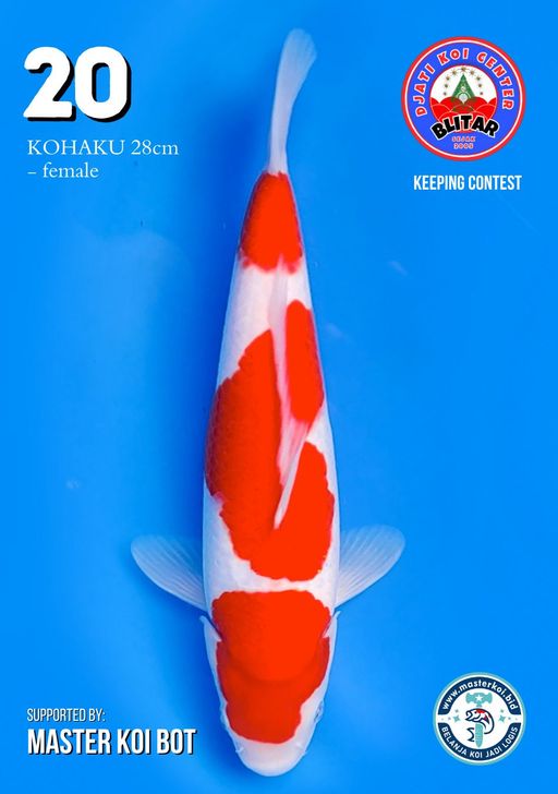 Lelang Koi Online, Jual Beli Ikan Koi, Pusat Jual Beli Koi, Info Lelang Koi Hari Ini, Platform Jual Beli Koi, Jual Beli Ikan Koi Online, Marketplace Ikan Koi, Jual Koi Terbaik, Tempat Beli Koi Berkualitas, Pasar Ikan Koi Online Terpercaya, Penjual Ikan Koi Terpercaya, Beli Koi Hias Online, Ikan Koi untuk Dijual, Koi Kualitas Terbaik, Toko Online Ikan Koi, Koi Hias Untuk Dijual, Jual Beli Ikan Koi Lokal, Koi Indonesia Online, Pusat Jual Beli Koi Terbesar
