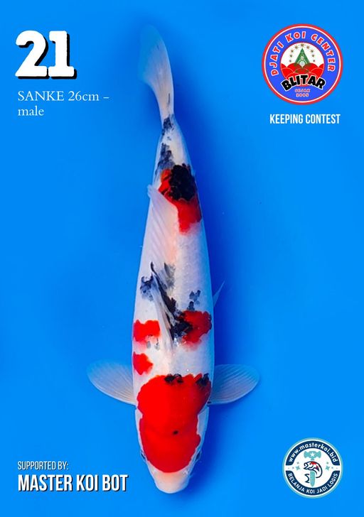 Lelang Koi Online, Jual Beli Ikan Koi, Pusat Jual Beli Koi, Info Lelang Koi Hari Ini, Platform Jual Beli Koi, Jual Beli Ikan Koi Online, Marketplace Ikan Koi, Jual Koi Terbaik, Tempat Beli Koi Berkualitas, Pasar Ikan Koi Online Terpercaya, Penjual Ikan Koi Terpercaya, Beli Koi Hias Online, Ikan Koi untuk Dijual, Koi Kualitas Terbaik, Toko Online Ikan Koi, Koi Hias Untuk Dijual, Jual Beli Ikan Koi Lokal, Koi Indonesia Online, Pusat Jual Beli Koi Terbesar