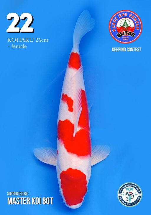 Lelang Koi Online, Jual Beli Ikan Koi, Pusat Jual Beli Koi, Info Lelang Koi Hari Ini, Platform Jual Beli Koi, Jual Beli Ikan Koi Online, Marketplace Ikan Koi, Jual Koi Terbaik, Tempat Beli Koi Berkualitas, Pasar Ikan Koi Online Terpercaya, Penjual Ikan Koi Terpercaya, Beli Koi Hias Online, Ikan Koi untuk Dijual, Koi Kualitas Terbaik, Toko Online Ikan Koi, Koi Hias Untuk Dijual, Jual Beli Ikan Koi Lokal, Koi Indonesia Online, Pusat Jual Beli Koi Terbesar