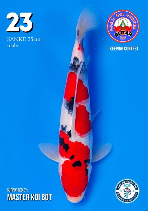 Lelang Koi Online, Jual Beli Ikan Koi, Pusat Jual Beli Koi, Info Lelang Koi Hari Ini, Platform Jual Beli Koi, Jual Beli Ikan Koi Online, Marketplace Ikan Koi, Jual Koi Terbaik, Tempat Beli Koi Berkualitas, Pasar Ikan Koi Online Terpercaya, Penjual Ikan Koi Terpercaya, Beli Koi Hias Online, Ikan Koi untuk Dijual, Koi Kualitas Terbaik, Toko Online Ikan Koi, Koi Hias Untuk Dijual, Jual Beli Ikan Koi Lokal, Koi Indonesia Online, Pusat Jual Beli Koi Terbesar