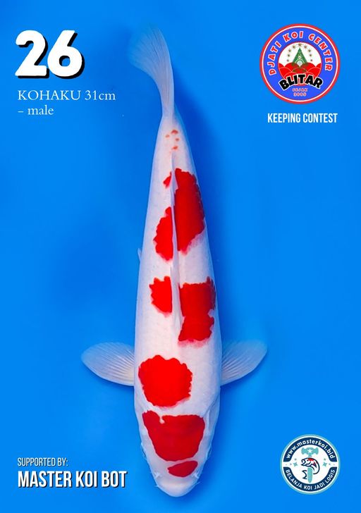 Lelang Koi Online, Jual Beli Ikan Koi, Pusat Jual Beli Koi, Info Lelang Koi Hari Ini, Platform Jual Beli Koi, Jual Beli Ikan Koi Online, Marketplace Ikan Koi, Jual Koi Terbaik, Tempat Beli Koi Berkualitas, Pasar Ikan Koi Online Terpercaya, Penjual Ikan Koi Terpercaya, Beli Koi Hias Online, Ikan Koi untuk Dijual, Koi Kualitas Terbaik, Toko Online Ikan Koi, Koi Hias Untuk Dijual, Jual Beli Ikan Koi Lokal, Koi Indonesia Online, Pusat Jual Beli Koi Terbesar