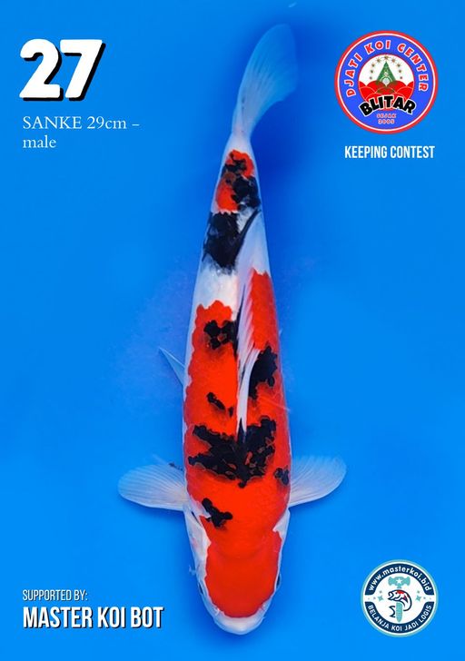 Lelang Koi Online, Jual Beli Ikan Koi, Pusat Jual Beli Koi, Info Lelang Koi Hari Ini, Platform Jual Beli Koi, Jual Beli Ikan Koi Online, Marketplace Ikan Koi, Jual Koi Terbaik, Tempat Beli Koi Berkualitas, Pasar Ikan Koi Online Terpercaya, Penjual Ikan Koi Terpercaya, Beli Koi Hias Online, Ikan Koi untuk Dijual, Koi Kualitas Terbaik, Toko Online Ikan Koi, Koi Hias Untuk Dijual, Jual Beli Ikan Koi Lokal, Koi Indonesia Online, Pusat Jual Beli Koi Terbesar