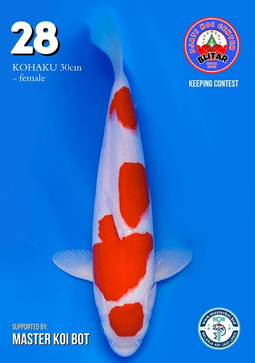 Lelang Koi Online, Jual Beli Ikan Koi, Pusat Jual Beli Koi, Info Lelang Koi Hari Ini, Platform Jual Beli Koi, Jual Beli Ikan Koi Online, Marketplace Ikan Koi, Jual Koi Terbaik, Tempat Beli Koi Berkualitas, Pasar Ikan Koi Online Terpercaya, Penjual Ikan Koi Terpercaya, Beli Koi Hias Online, Ikan Koi untuk Dijual, Koi Kualitas Terbaik, Toko Online Ikan Koi, Koi Hias Untuk Dijual, Jual Beli Ikan Koi Lokal, Koi Indonesia Online, Pusat Jual Beli Koi Terbesar