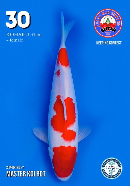 Lelang Koi Online, Jual Beli Ikan Koi, Pusat Jual Beli Koi, Info Lelang Koi Hari Ini, Platform Jual Beli Koi, Jual Beli Ikan Koi Online, Marketplace Ikan Koi, Jual Koi Terbaik, Tempat Beli Koi Berkualitas, Pasar Ikan Koi Online Terpercaya, Penjual Ikan Koi Terpercaya, Beli Koi Hias Online, Ikan Koi untuk Dijual, Koi Kualitas Terbaik, Toko Online Ikan Koi, Koi Hias Untuk Dijual, Jual Beli Ikan Koi Lokal, Koi Indonesia Online, Pusat Jual Beli Koi Terbesar