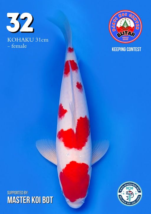 Lelang Koi Online, Jual Beli Ikan Koi, Pusat Jual Beli Koi, Info Lelang Koi Hari Ini, Platform Jual Beli Koi, Jual Beli Ikan Koi Online, Marketplace Ikan Koi, Jual Koi Terbaik, Tempat Beli Koi Berkualitas, Pasar Ikan Koi Online Terpercaya, Penjual Ikan Koi Terpercaya, Beli Koi Hias Online, Ikan Koi untuk Dijual, Koi Kualitas Terbaik, Toko Online Ikan Koi, Koi Hias Untuk Dijual, Jual Beli Ikan Koi Lokal, Koi Indonesia Online, Pusat Jual Beli Koi Terbesar