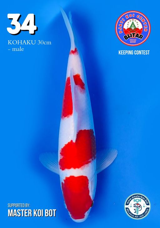 Lelang Koi Online, Jual Beli Ikan Koi, Pusat Jual Beli Koi, Info Lelang Koi Hari Ini, Platform Jual Beli Koi, Jual Beli Ikan Koi Online, Marketplace Ikan Koi, Jual Koi Terbaik, Tempat Beli Koi Berkualitas, Pasar Ikan Koi Online Terpercaya, Penjual Ikan Koi Terpercaya, Beli Koi Hias Online, Ikan Koi untuk Dijual, Koi Kualitas Terbaik, Toko Online Ikan Koi, Koi Hias Untuk Dijual, Jual Beli Ikan Koi Lokal, Koi Indonesia Online, Pusat Jual Beli Koi Terbesar