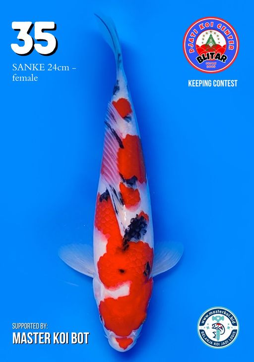 Lelang Koi Online, Jual Beli Ikan Koi, Pusat Jual Beli Koi, Info Lelang Koi Hari Ini, Platform Jual Beli Koi, Jual Beli Ikan Koi Online, Marketplace Ikan Koi, Jual Koi Terbaik, Tempat Beli Koi Berkualitas, Pasar Ikan Koi Online Terpercaya, Penjual Ikan Koi Terpercaya, Beli Koi Hias Online, Ikan Koi untuk Dijual, Koi Kualitas Terbaik, Toko Online Ikan Koi, Koi Hias Untuk Dijual, Jual Beli Ikan Koi Lokal, Koi Indonesia Online, Pusat Jual Beli Koi Terbesar