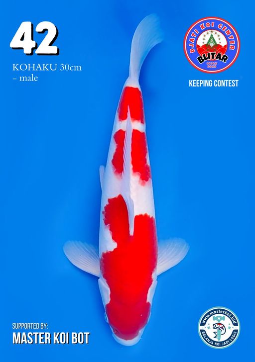 Lelang Koi Online, Jual Beli Ikan Koi, Pusat Jual Beli Koi, Info Lelang Koi Hari Ini, Platform Jual Beli Koi, Jual Beli Ikan Koi Online, Marketplace Ikan Koi, Jual Koi Terbaik, Tempat Beli Koi Berkualitas, Pasar Ikan Koi Online Terpercaya, Penjual Ikan Koi Terpercaya, Beli Koi Hias Online, Ikan Koi untuk Dijual, Koi Kualitas Terbaik, Toko Online Ikan Koi, Koi Hias Untuk Dijual, Jual Beli Ikan Koi Lokal, Koi Indonesia Online, Pusat Jual Beli Koi Terbesar
