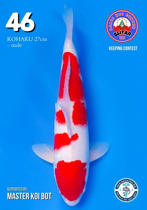 Lelang Koi Online, Jual Beli Ikan Koi, Pusat Jual Beli Koi, Info Lelang Koi Hari Ini, Platform Jual Beli Koi, Jual Beli Ikan Koi Online, Marketplace Ikan Koi, Jual Koi Terbaik, Tempat Beli Koi Berkualitas, Pasar Ikan Koi Online Terpercaya, Penjual Ikan Koi Terpercaya, Beli Koi Hias Online, Ikan Koi untuk Dijual, Koi Kualitas Terbaik, Toko Online Ikan Koi, Koi Hias Untuk Dijual, Jual Beli Ikan Koi Lokal, Koi Indonesia Online, Pusat Jual Beli Koi Terbesar