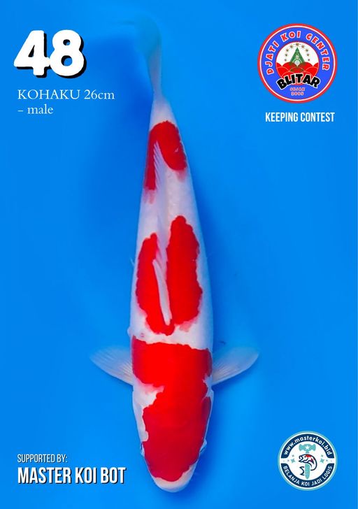 Lelang Koi Online, Jual Beli Ikan Koi, Pusat Jual Beli Koi, Info Lelang Koi Hari Ini, Platform Jual Beli Koi, Jual Beli Ikan Koi Online, Marketplace Ikan Koi, Jual Koi Terbaik, Tempat Beli Koi Berkualitas, Pasar Ikan Koi Online Terpercaya, Penjual Ikan Koi Terpercaya, Beli Koi Hias Online, Ikan Koi untuk Dijual, Koi Kualitas Terbaik, Toko Online Ikan Koi, Koi Hias Untuk Dijual, Jual Beli Ikan Koi Lokal, Koi Indonesia Online, Pusat Jual Beli Koi Terbesar
