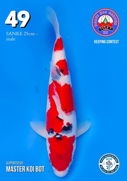 Lelang Koi Online, Jual Beli Ikan Koi, Pusat Jual Beli Koi, Info Lelang Koi Hari Ini, Platform Jual Beli Koi, Jual Beli Ikan Koi Online, Marketplace Ikan Koi, Jual Koi Terbaik, Tempat Beli Koi Berkualitas, Pasar Ikan Koi Online Terpercaya, Penjual Ikan Koi Terpercaya, Beli Koi Hias Online, Ikan Koi untuk Dijual, Koi Kualitas Terbaik, Toko Online Ikan Koi, Koi Hias Untuk Dijual, Jual Beli Ikan Koi Lokal, Koi Indonesia Online, Pusat Jual Beli Koi Terbesar