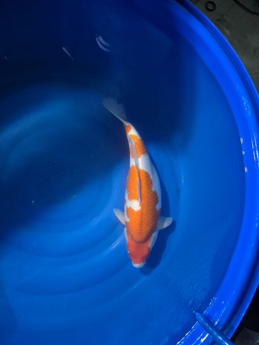 Lelang Koi Online, Jual Beli Ikan Koi, Pusat Jual Beli Koi, Info Lelang Koi Hari Ini, Platform Jual Beli Koi, Jual Beli Ikan Koi Online, Marketplace Ikan Koi, Jual Koi Terbaik, Tempat Beli Koi Berkualitas, Pasar Ikan Koi Online Terpercaya, Penjual Ikan Koi Terpercaya, Beli Koi Hias Online, Ikan Koi untuk Dijual, Koi Kualitas Terbaik, Toko Online Ikan Koi, Koi Hias Untuk Dijual, Jual Beli Ikan Koi Lokal, Koi Indonesia Online, Pusat Jual Beli Koi Terbesar