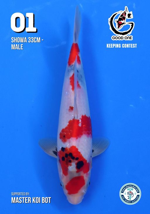 Lelang Koi Online, Jual Beli Ikan Koi, Pusat Jual Beli Koi, Info Lelang Koi Hari Ini, Platform Jual Beli Koi, Jual Beli Ikan Koi Online, Marketplace Ikan Koi, Jual Koi Terbaik, Tempat Beli Koi Berkualitas, Pasar Ikan Koi Online Terpercaya, Penjual Ikan Koi Terpercaya, Beli Koi Hias Online, Ikan Koi untuk Dijual, Koi Kualitas Terbaik, Toko Online Ikan Koi, Koi Hias Untuk Dijual, Jual Beli Ikan Koi Lokal, Koi Indonesia Online, Pusat Jual Beli Koi Terbesar