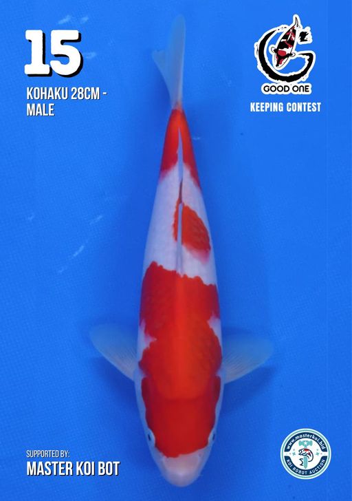 Lelang Koi Online, Jual Beli Ikan Koi, Pusat Jual Beli Koi, Info Lelang Koi Hari Ini, Platform Jual Beli Koi, Jual Beli Ikan Koi Online, Marketplace Ikan Koi, Jual Koi Terbaik, Tempat Beli Koi Berkualitas, Pasar Ikan Koi Online Terpercaya, Penjual Ikan Koi Terpercaya, Beli Koi Hias Online, Ikan Koi untuk Dijual, Koi Kualitas Terbaik, Toko Online Ikan Koi, Koi Hias Untuk Dijual, Jual Beli Ikan Koi Lokal, Koi Indonesia Online, Pusat Jual Beli Koi Terbesar