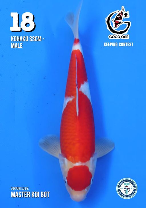 Lelang Koi Online, Jual Beli Ikan Koi, Pusat Jual Beli Koi, Info Lelang Koi Hari Ini, Platform Jual Beli Koi, Jual Beli Ikan Koi Online, Marketplace Ikan Koi, Jual Koi Terbaik, Tempat Beli Koi Berkualitas, Pasar Ikan Koi Online Terpercaya, Penjual Ikan Koi Terpercaya, Beli Koi Hias Online, Ikan Koi untuk Dijual, Koi Kualitas Terbaik, Toko Online Ikan Koi, Koi Hias Untuk Dijual, Jual Beli Ikan Koi Lokal, Koi Indonesia Online, Pusat Jual Beli Koi Terbesar