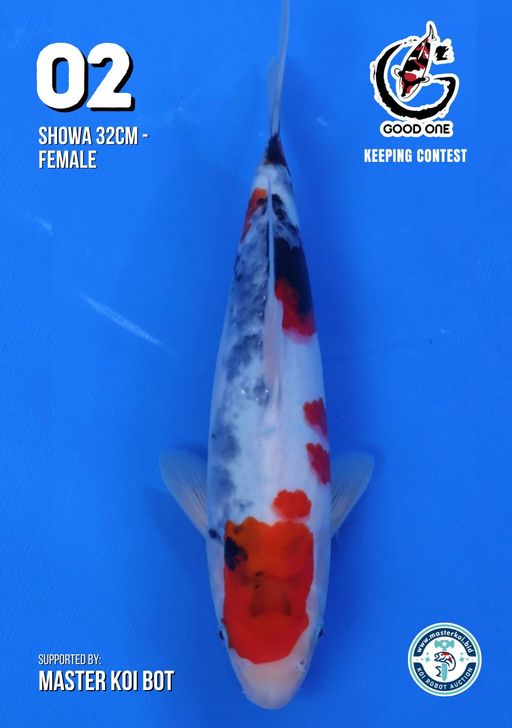 Lelang Koi Online, Jual Beli Ikan Koi, Pusat Jual Beli Koi, Info Lelang Koi Hari Ini, Platform Jual Beli Koi, Jual Beli Ikan Koi Online, Marketplace Ikan Koi, Jual Koi Terbaik, Tempat Beli Koi Berkualitas, Pasar Ikan Koi Online Terpercaya, Penjual Ikan Koi Terpercaya, Beli Koi Hias Online, Ikan Koi untuk Dijual, Koi Kualitas Terbaik, Toko Online Ikan Koi, Koi Hias Untuk Dijual, Jual Beli Ikan Koi Lokal, Koi Indonesia Online, Pusat Jual Beli Koi Terbesar