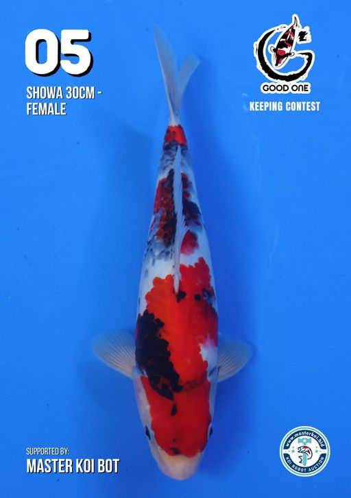 Lelang Koi Online, Jual Beli Ikan Koi, Pusat Jual Beli Koi, Info Lelang Koi Hari Ini, Platform Jual Beli Koi, Jual Beli Ikan Koi Online, Marketplace Ikan Koi, Jual Koi Terbaik, Tempat Beli Koi Berkualitas, Pasar Ikan Koi Online Terpercaya, Penjual Ikan Koi Terpercaya, Beli Koi Hias Online, Ikan Koi untuk Dijual, Koi Kualitas Terbaik, Toko Online Ikan Koi, Koi Hias Untuk Dijual, Jual Beli Ikan Koi Lokal, Koi Indonesia Online, Pusat Jual Beli Koi Terbesar