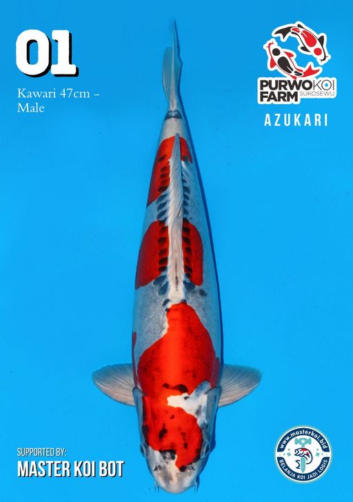 Lelang Koi Online, Jual Beli Ikan Koi, Pusat Jual Beli Koi, Info Lelang Koi Hari Ini, Platform Jual Beli Koi, Jual Beli Ikan Koi Online, Marketplace Ikan Koi, Jual Koi Terbaik, Tempat Beli Koi Berkualitas, Pasar Ikan Koi Online Terpercaya, Penjual Ikan Koi Terpercaya, Beli Koi Hias Online, Ikan Koi untuk Dijual, Koi Kualitas Terbaik, Toko Online Ikan Koi, Koi Hias Untuk Dijual, Jual Beli Ikan Koi Lokal, Koi Indonesia Online, Pusat Jual Beli Koi Terbesar