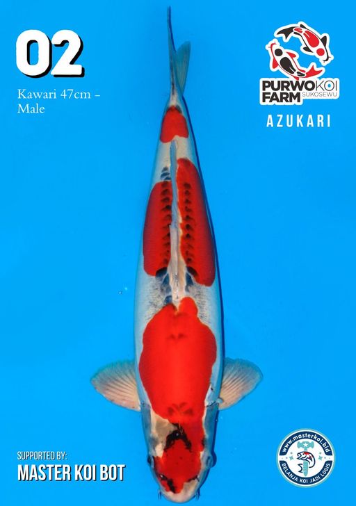 Lelang Koi Online, Jual Beli Ikan Koi, Pusat Jual Beli Koi, Info Lelang Koi Hari Ini, Platform Jual Beli Koi, Jual Beli Ikan Koi Online, Marketplace Ikan Koi, Jual Koi Terbaik, Tempat Beli Koi Berkualitas, Pasar Ikan Koi Online Terpercaya, Penjual Ikan Koi Terpercaya, Beli Koi Hias Online, Ikan Koi untuk Dijual, Koi Kualitas Terbaik, Toko Online Ikan Koi, Koi Hias Untuk Dijual, Jual Beli Ikan Koi Lokal, Koi Indonesia Online, Pusat Jual Beli Koi Terbesar