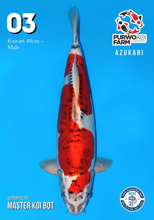 Lelang Koi Online, Jual Beli Ikan Koi, Pusat Jual Beli Koi, Info Lelang Koi Hari Ini, Platform Jual Beli Koi, Jual Beli Ikan Koi Online, Marketplace Ikan Koi, Jual Koi Terbaik, Tempat Beli Koi Berkualitas, Pasar Ikan Koi Online Terpercaya, Penjual Ikan Koi Terpercaya, Beli Koi Hias Online, Ikan Koi untuk Dijual, Koi Kualitas Terbaik, Toko Online Ikan Koi, Koi Hias Untuk Dijual, Jual Beli Ikan Koi Lokal, Koi Indonesia Online, Pusat Jual Beli Koi Terbesar