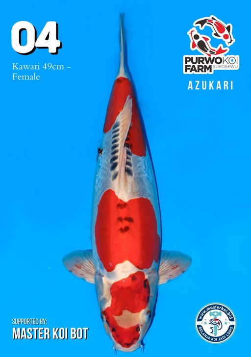 Lelang Koi Online, Jual Beli Ikan Koi, Pusat Jual Beli Koi, Info Lelang Koi Hari Ini, Platform Jual Beli Koi, Jual Beli Ikan Koi Online, Marketplace Ikan Koi, Jual Koi Terbaik, Tempat Beli Koi Berkualitas, Pasar Ikan Koi Online Terpercaya, Penjual Ikan Koi Terpercaya, Beli Koi Hias Online, Ikan Koi untuk Dijual, Koi Kualitas Terbaik, Toko Online Ikan Koi, Koi Hias Untuk Dijual, Jual Beli Ikan Koi Lokal, Koi Indonesia Online, Pusat Jual Beli Koi Terbesar